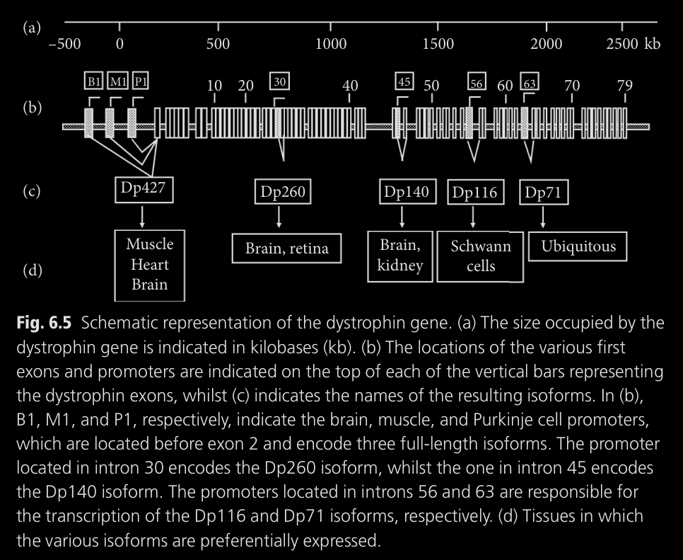 génoma de la distrofina